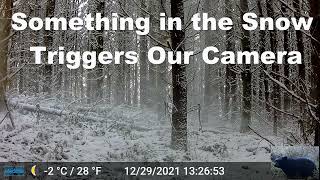 Something in the Snow Triggers Our Trail Camera [upl. by Aneerbas]