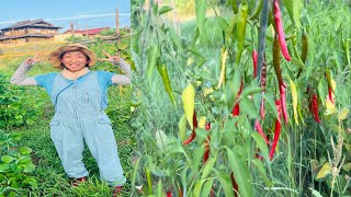 SPENDING TIMES WITH JAPANESE FARMER 👨‍🌾👨‍🌾👨‍🌾 [upl. by Max]