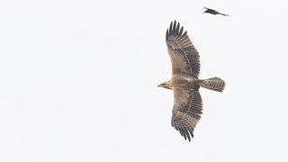 Bonellis Eagle Aquila fasciata in action  Slow motion [upl. by Cogswell54]