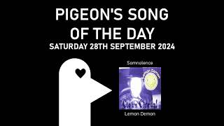 Somnolence  Pigeons Song of the Day 28092024 [upl. by Etteloc]