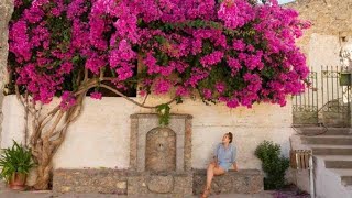 Saron  Bougainvillea  enkawl dan care tips  repot dan en ho ang ooo flowers garden plants [upl. by Sianna656]