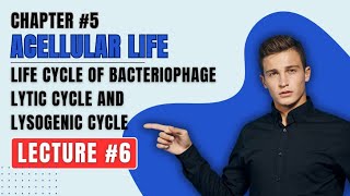 life cycle of bacteriophage lacture 6 lytic cycle and lysogenic cycle class 11th very easy topic [upl. by Monreal]