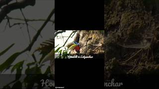 Darjeeling to Latpanchar sightseeing we saw Hornbill দার্জিলিং থেকে লাটপাঞ্চার হর্নবিল পাখি [upl. by Eidroj]