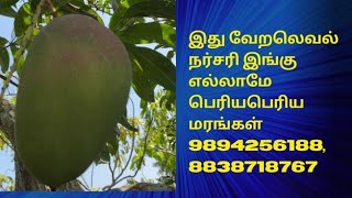 R2E2 Mango Trees Available in Nagercoil  R2E2 பெரியபெரிய மாமரங்கள் கிடைக்கும்9894256188 8838718767 [upl. by Hildagard]