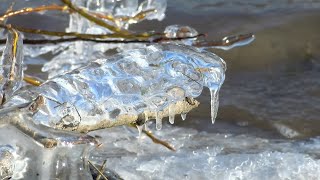 IJskunst en overwinteraars in Gendt [upl. by Orimar]