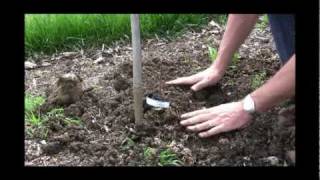 How to Plant Bare Root Grapes StepbyStep Guide for Successful Grape Growing [upl. by Selwyn644]