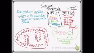 OCR A LEVEL BIOLOGY  UNIT 57  AEROBIC RESPIRATION [upl. by Ahter601]