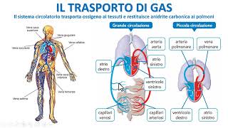 COME AVVIENE IL TRASPORTO GASSOSO NEL SANGUE [upl. by Ylro]