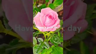 Australia 🇦🇺⚘️⚘️🌹🌹🌷🌷🌷 BeautifulPink miniature Rose garden natureshortsviral diy [upl. by Ahtelat]