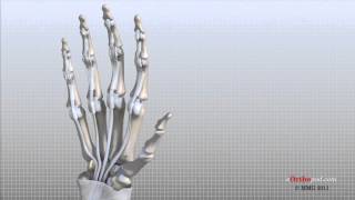 Hand Anatomy Animated Tutorial [upl. by Annas]