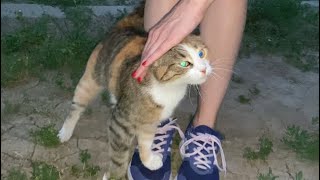 A cute and beautiful spotted cat rubs against my legs She wants attention and affection [upl. by Hett]