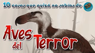 10 Cosas que quizá no sabías de AVES DEL TERROR [upl. by Carvey]