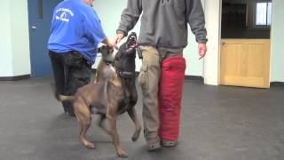 Dog Aggressive Pit Bull  Extreme Rehabilitation [upl. by Howlond528]