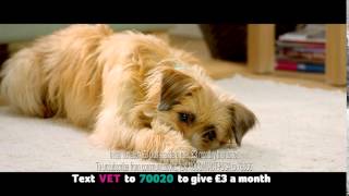 PDSA Regular Donation Ad [upl. by Fairlie237]