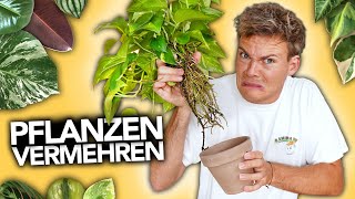 PFLANZEN VERMEHREN  Ableger richtig eintopfen  Joeys Jungle Plants [upl. by Bennion]