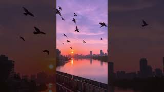 Which would you choose🤔aesthetic vibes sunset viewsviral chill [upl. by Yantruoc]