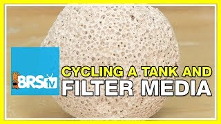 FAQ 39 Should I use filter media while cycling my tank  52 FAQ [upl. by Adnolor58]