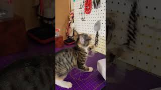 Minnie la mascotte YouTube 🐈 cat catlover tutoriel diy youtubeshorts youtuber animals [upl. by Stralka]