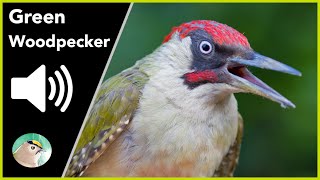 Green Woodpecker  Sounds [upl. by Carmela]