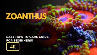 All About Zoanthus Coral Zoanthus spp Care Growth and Tips for Your Reef Tank [upl. by Awad]