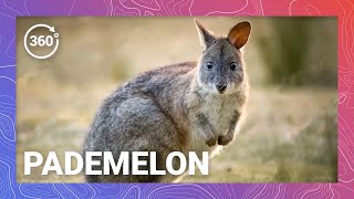 Down Under’s Mini Macropods The Science and Reproductive Strategies of Pademelons [upl. by Sillyrama736]