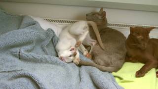 Oriental shorthair cat playing with younger brother [upl. by Karry498]