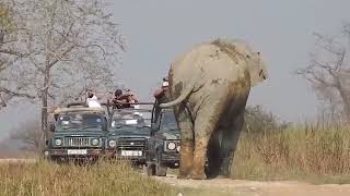 KAZIRANGA NATIONAL PARK  WORLD HERITAGE SITE  ONE HORN RHINO  ASSAM KAZIRANGA PARK ASSAM [upl. by Tomchay82]