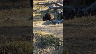 This was worldwildlife day we are so happy and lucky to see a Wombat or two wandering around [upl. by Murtha]