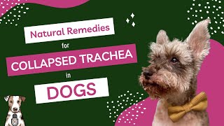 Natural Remedies for Collapsed Trachea in Dogs with Dr Judy Morgan [upl. by Atteynek]