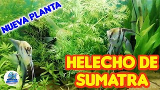 COMPRÉ UN HELECHO DE SUMATRA Ceratopteris Thalictroides [upl. by Demott]