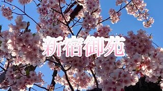 【SAKURA桜🌸満開の寒桜🌸新宿御苑】桜 japan 花見 [upl. by Edan]