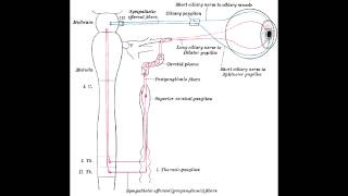 Pupillary Nerve Control  Miosisconstriction amp MydriasisDilation [upl. by Ginder224]