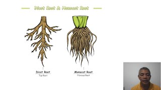 Monocot vs Dicot Roots Key Differences [upl. by Elbag]